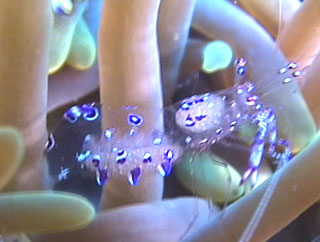 divefilm.com presents underwater video from around the world, undersea images of unusual creatures in the world's oceans