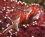 divefilm.com presents underwater video from around the world, nudibranchs