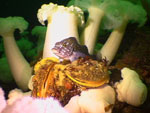 cruisin da reef