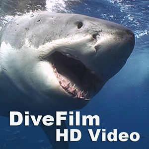 Divefilm HD Video Podcast