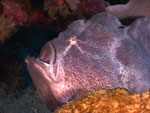 ice diving in denmark, underwater video on divefilm.com from divers and ocean lovers around the world