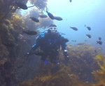 divefilm.com presents underwater video, images of the underwater world, diving in new zealand