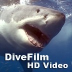 DiveFilm Video Podcasts available for free at Apple's iTunes Music Store.  News and Images of the underwater world.