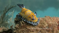High definition underwater video of the underwater world of Ningaloo Reef in Western Australia.