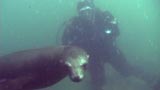 Swimming with Sea Lions
