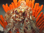 ice diving in denmark, underwater video on divefilm.com from divers and ocean lovers around the world